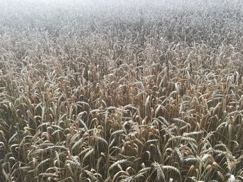 Scenic view of wheat field