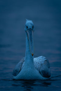 Close-up of a bird