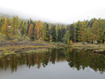 Scenic view of lake in forest