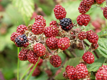 Closeup of ripe and unripe blackberries, rubus fruticosus, in a hedgerow