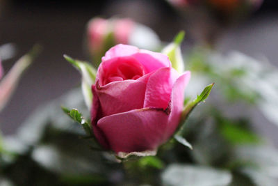 Close-up of pink rose