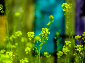 Close-up of yellow flowering plant