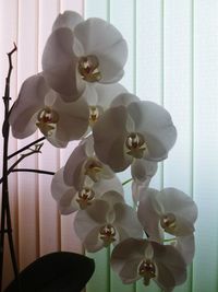 Close-up of flower at home