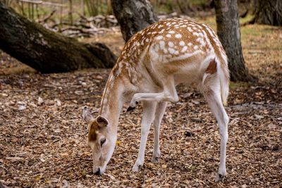 Deer standing in a field