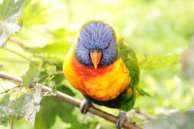 Close-up of parrot perching on branch