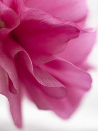 Close-up of pink rose