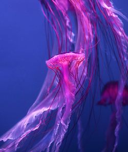 Close-up of jellyfish swimming in sea