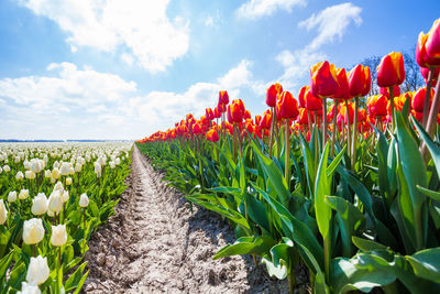 Red tulips growing on field against sky