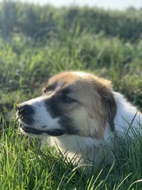 Dog looking away on field