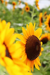 Close-up of sunflower