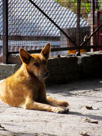 Portrait of dog resting against fence