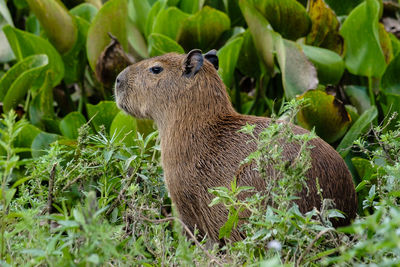 Close-up of a lizard on field
