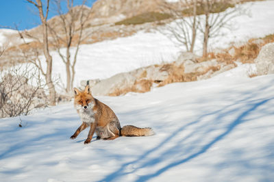 Fox on snow covered land