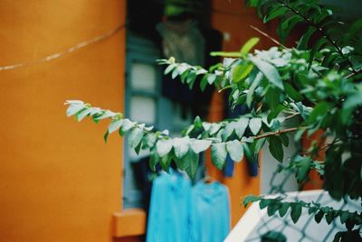 Close-up of potted plant