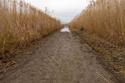 Dirt road amidst plants on field against sky