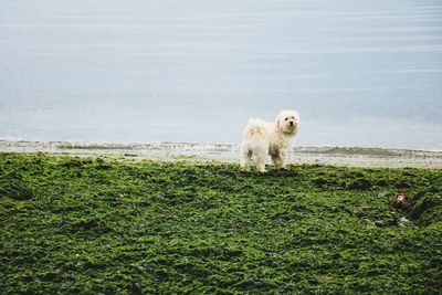 Dog on grass by sea