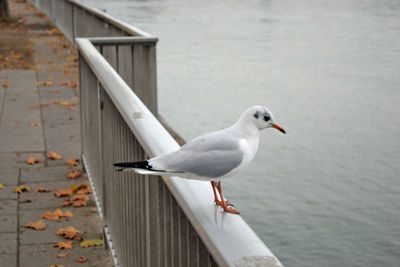 Seagull perching on railing by sea