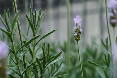 Close-up of pink flower blooming outdoors