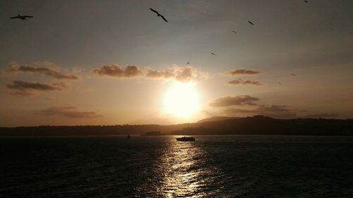 Birds flying over sea at sunset