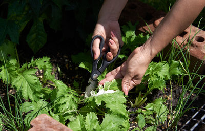 Midsection of woman cutting vegetables 