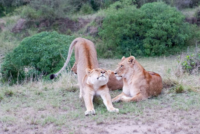 Lioness sitting on grassy field
