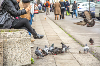 View of birds perching