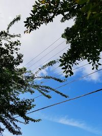 Low angle view of trees against sky