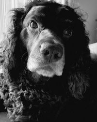 Close-up of black dog looking away at home