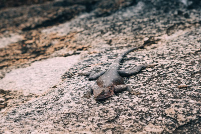 Close-up of lizard on beach