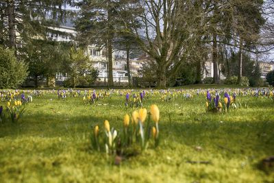 People walking on grassy field