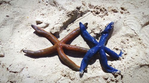 High angle view of starfish on sand