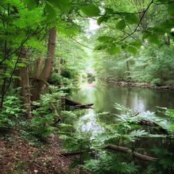 Scenic view of lake amidst trees in forest