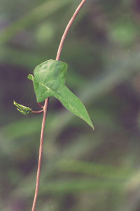 Close-up of green plant