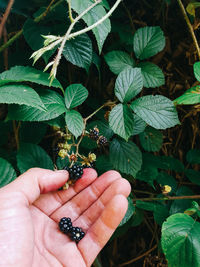 Cropped hand holding blackberries