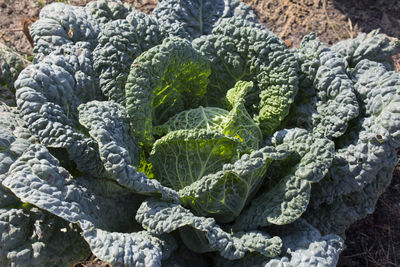 Savoy cabbage grows in a bed