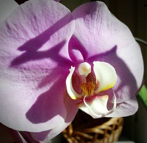 Close-up of flower blooming outdoors