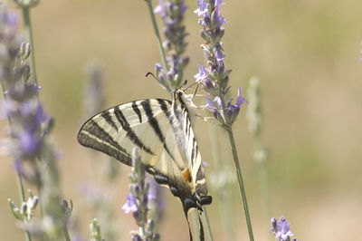 Close-up of butterfly on purple flower