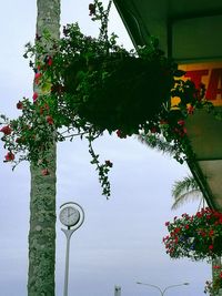 Low angle view of tree against sky