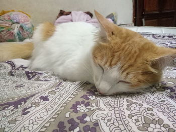 Close-up of cat sleeping on bed at home