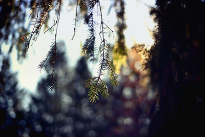Close-up of tree against blurred background