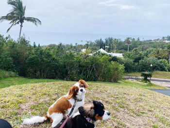 View of a dog looking at sea