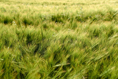 Full frame shot of crops growing on field