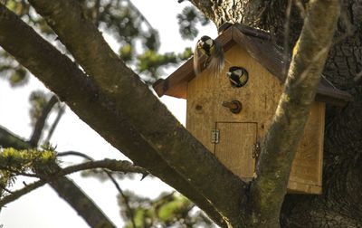 Low angle view of tree trunk