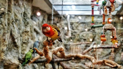 Close-up of bird perching on branch