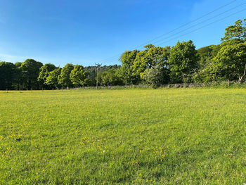 Large field with buttercups, with woodland, on the horizon, on a sunny day in, shibden, halifax, uk