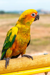 Close-up of parrot perching on railing