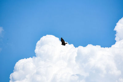 Low angle view of bird flying in sky