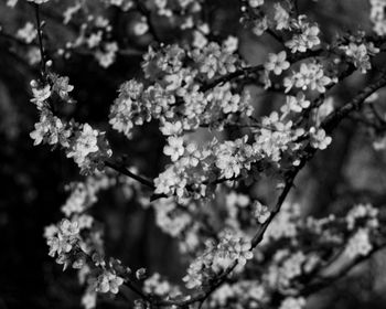 Close-up of flowers blooming on tree