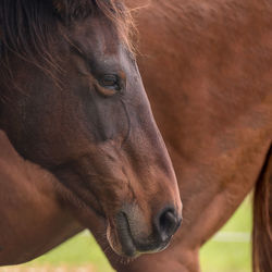 Close-up of a horse