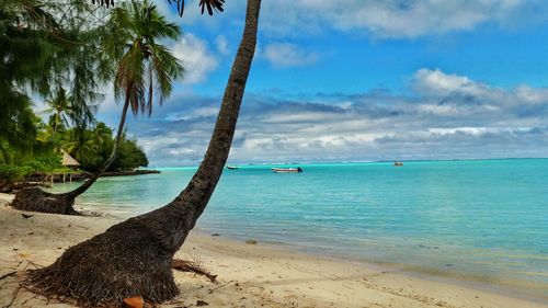 Coconut tree on beach